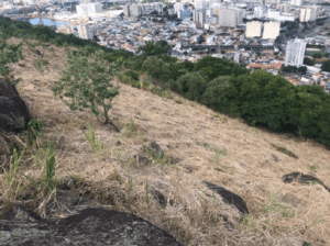Restauração Florestal do Morro da Armação - Niterói