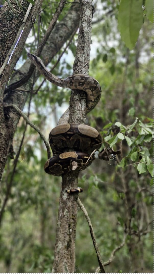 Curso de Formação de Agentes de Reflorestamento